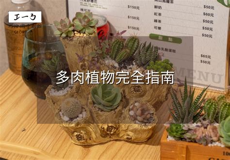 種多肉|2024年多肉植物完全指南：從挑選技巧到養護秘訣，一次掌握！